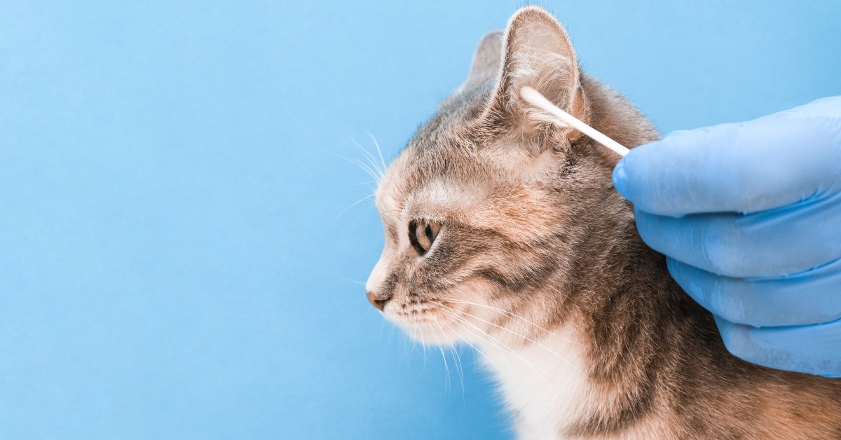 How to Safely Clean Cat Ears